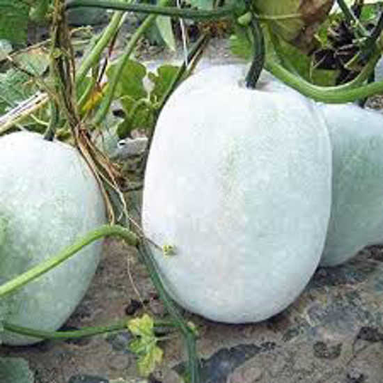 Picture of Winter Melon