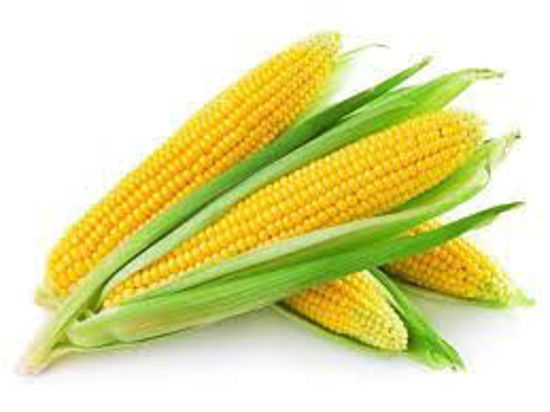 Picture of Sweet Corn-1Pic