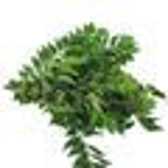 Picture of Curry Leaves -Malaysia