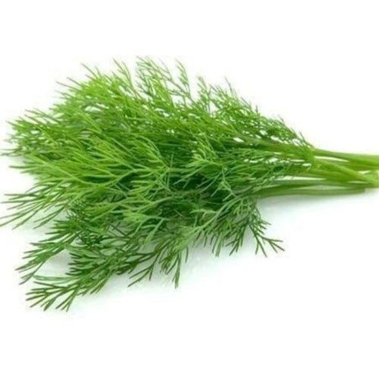 Picture of Dill Leaves  ( 1 Kg )