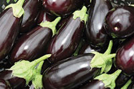 Picture of Egg plant (Big)-1Kg