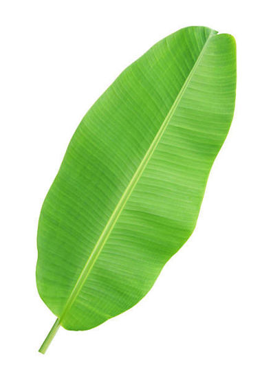 Picture of Banana Leaf-1 Pcs