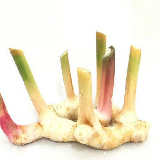 Picture of YOUNG GINGER (Galangal)-1Kg