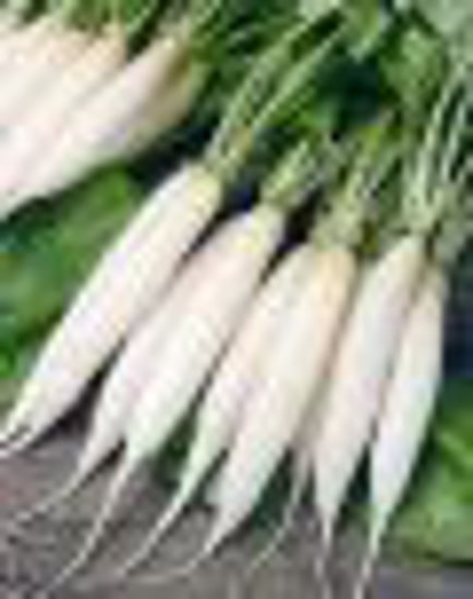 Picture of Radish-Catering